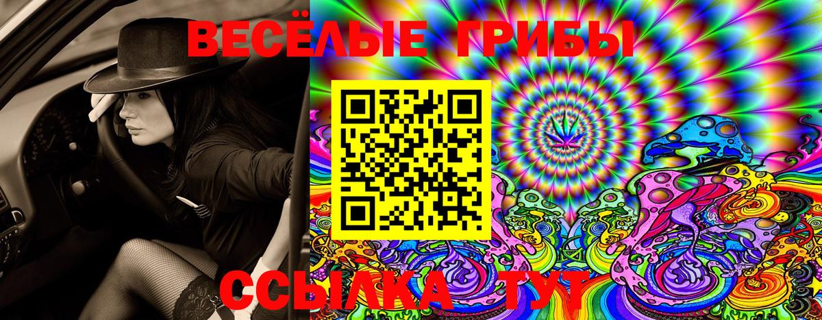 Псилоцибиновые грибы Cubensis Прохладный